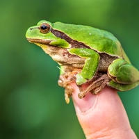 reptile