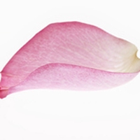 petal