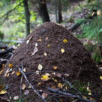 ant hill