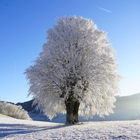 frost