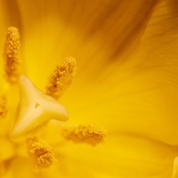 pollen