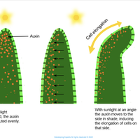 tropism