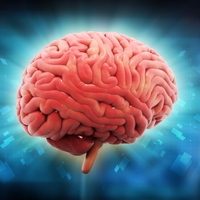 medulla oblongata