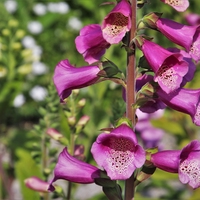 digitalis