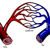 capillary
