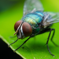 fly
