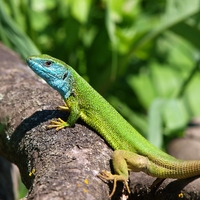 lizard