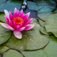 water lily