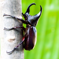 beetle