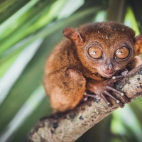 endangered