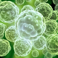zygote