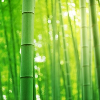 bamboo