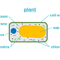 organelle