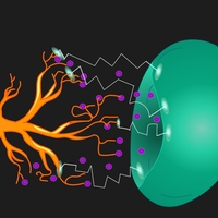 receptors