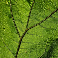 chlorophyll