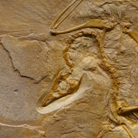 fossilisation