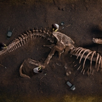 fossil