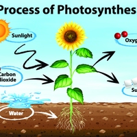 photosynthesis