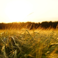 GM crops