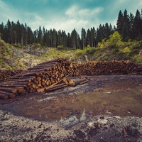 deforestation