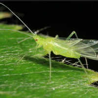 greenfly