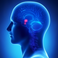 pituitary