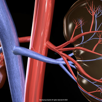 nephron
