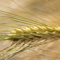 barley