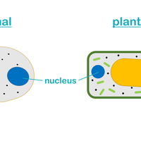 nucleus