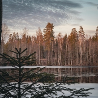 boreal forest
