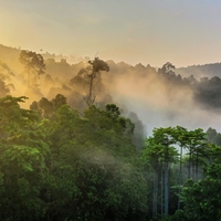 rainforest