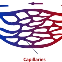 capillary