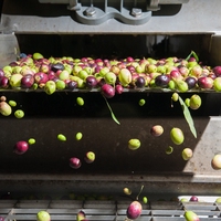 industrial food chain