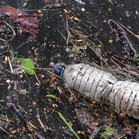 contaminate