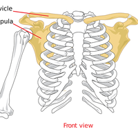clavicle
