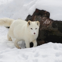 Arctic