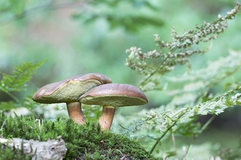living organism
