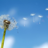 seed dispersal