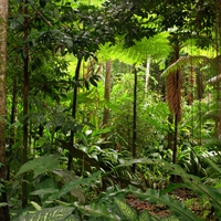 rainforest