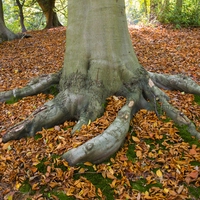 roots