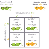 recessive allele
