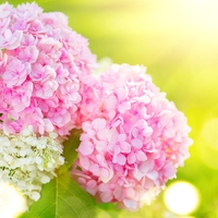 hydrangeas