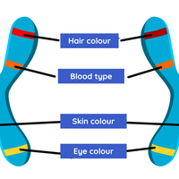 allele