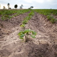 sandy soil