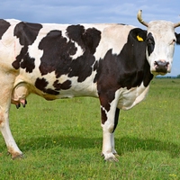 cow