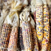 maize