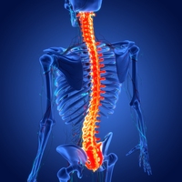 spine