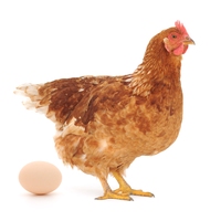chicken