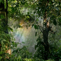 tropical forest