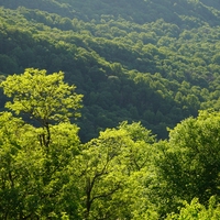 forest